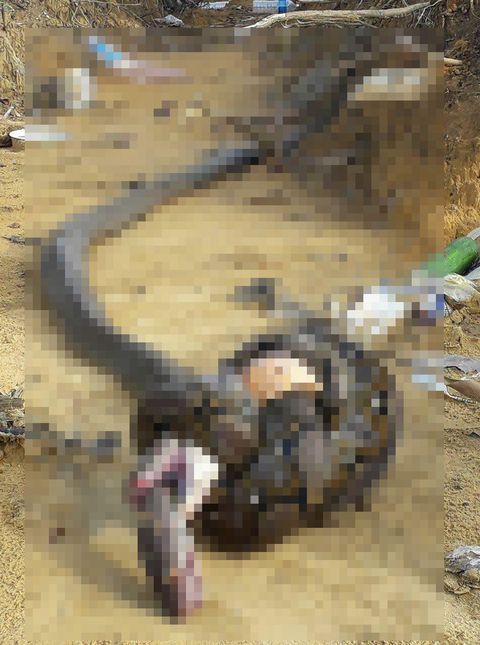キングコブラさんニシキヘビにかぶり付き死亡する