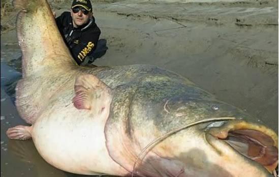 巨大魚