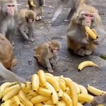 【動画】子猿さん、バナナの争奪戦に参加できずにキョドりまくる