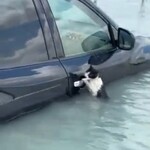 【動画】記録的大雨のドバイで水没車に必死にしがみつく猫を警察が救出