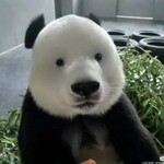 【画像】中国でとってもかわいいパンダが大人気！！！