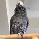 【動画】鳥さん、人々を笑顔にする
