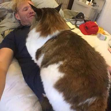 巨大猫