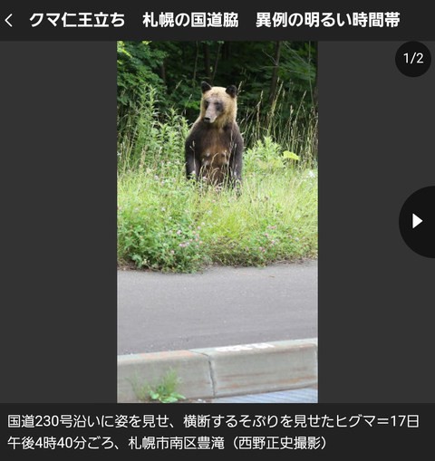 ヒグマさん、札幌の国道脇で仁王立ち