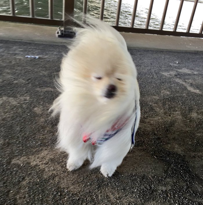 台風に犬の散歩