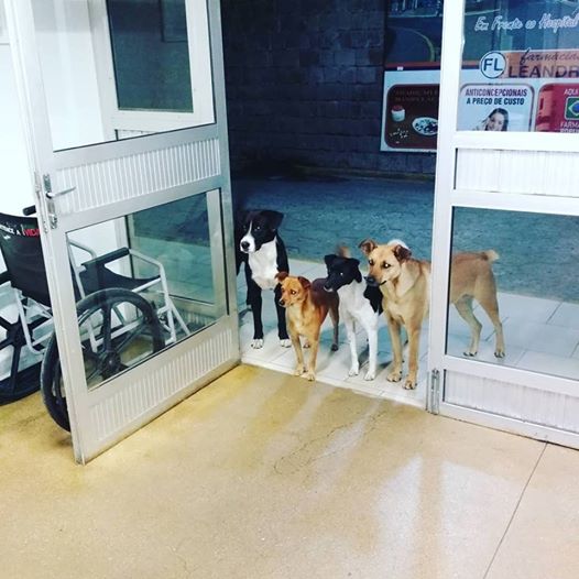 ブラジルでホームレスが入院　友だちの野良犬たちがお見舞いに来て大きな話題に