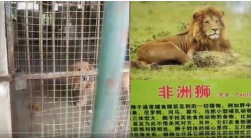 コロナで経営難の中国の動物園　ゴールデンレトリバーをライオンとして展示