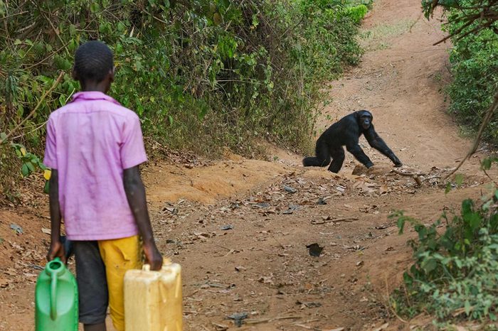 アフリカ、村にデスチンパンジーが現れる