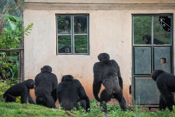 アフリカ、村にデスチンパンジーが現れる