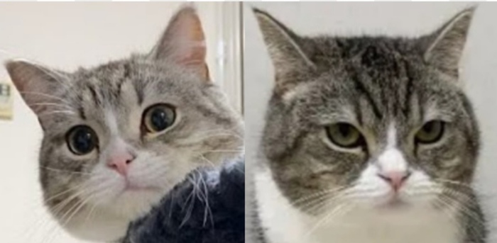 ユーチューブで大人気の猫『もちまる』さん、目つきが１年で変化してしまう