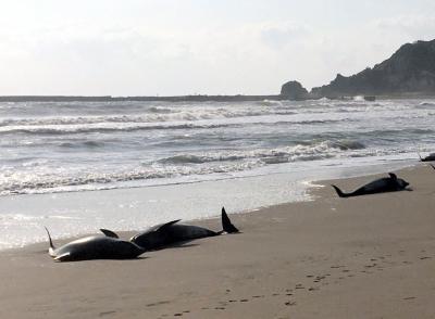 千葉県の浜にイルカ30頭打ち上げられる