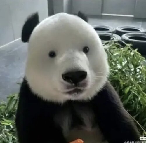 中国でとってもかわいいパンダが大人気！！！