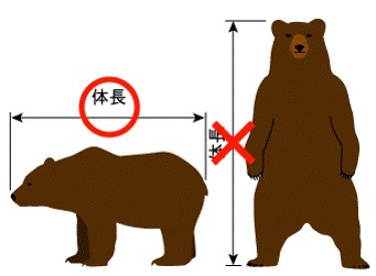 クマの体長