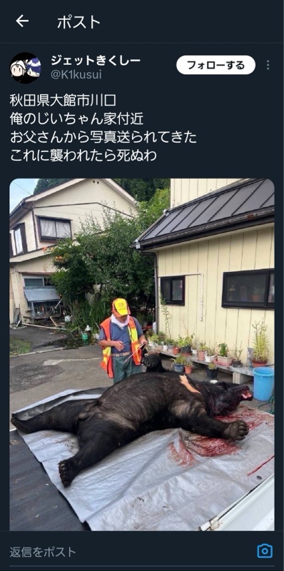 秋田のツキノワグマ