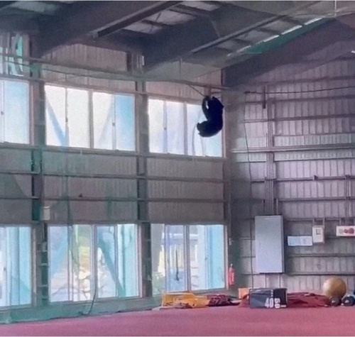 東海大山形高校野球部の屋内練習場に現れたクマ