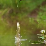 【動画】魚さん、ヘビを食おうと飛び出すも大ピンチ！仲間が駆けつけ救う