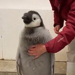 【動画】ペンギンさんの体重測定、可愛すぎて一生見てられる