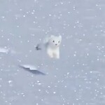 【動画】北海道のオコジョさん、ガチでぬいぐるみみたいにカワイイと話題に