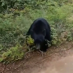 【動画】アメリカのクマサン🐻、あまりにも弱者すぎる